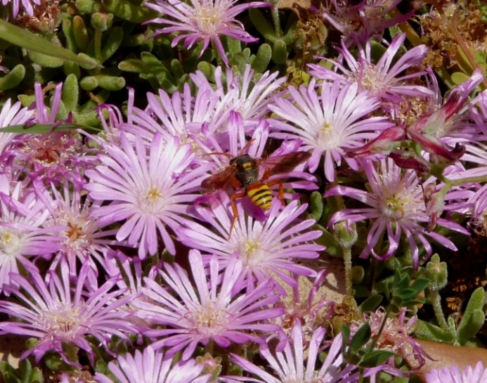 Nomada numida manni (Apidae).